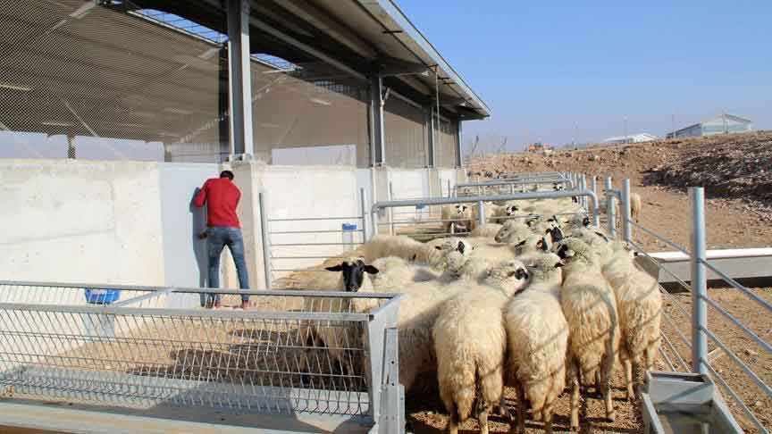 Genç çiftçilere 30 bin liralık hibe uygulaması sürecek