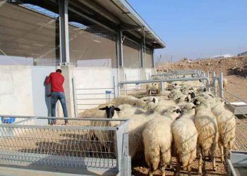 Genç çiftçilere 30 bin liralık hibe uygulaması sürecek