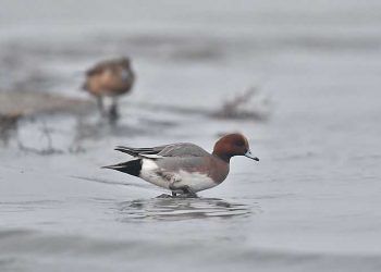 Göllerde 54 türden 278 bin 52 su kuşu sayıldı