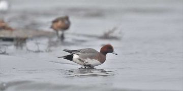 Göllerde 54 türden 278 bin 52 su kuşu sayıldı