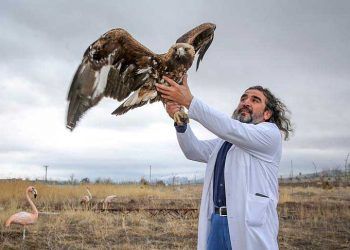 Yaban hayvanları Aslan ile yaşama tutunuyor