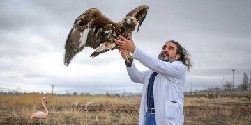 Yaban hayvanları Aslan ile yaşama tutunuyor