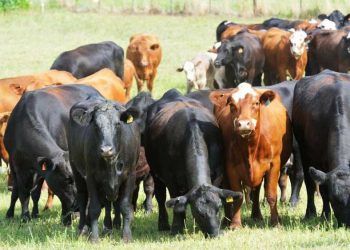 Besicilikte Besleme İpuçları