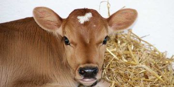 Buzağının Geviş Getiren Olması