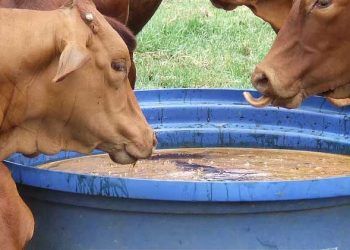 Büyükbaş Hayvanlarda Melas Kullanımı