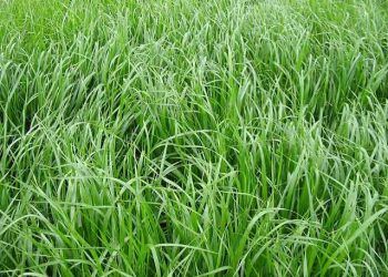 Süte Giden Yol 'Caramba (Süt) Otu'