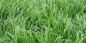 Süte Giden Yol 'Caramba (Süt) Otu'