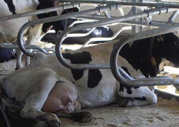 İnek Konforu Neden Önemlidir?