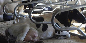 İnek Konforu Neden Önemlidir?