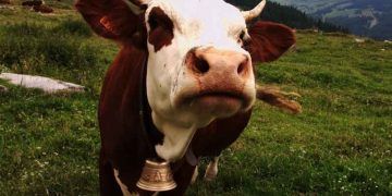 İnekler Her Zaman Haklıdır