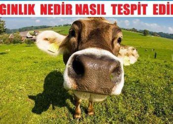 İneklerde Kızgınlık Nedir? Nasıl Tespit Edilir?