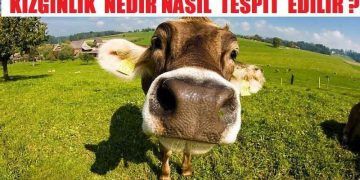 İneklerde Kızgınlık Nedir? Nasıl Tespit Edilir?