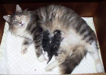 Kedilerde Taurin Eksikliği