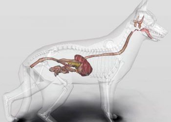 Köpeklerde Sindirim Nasıldır?