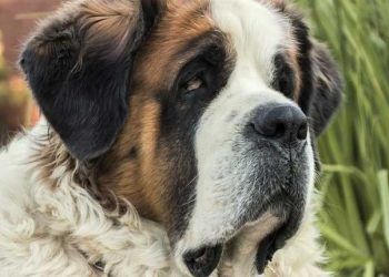 Köpeklerde Taurin Eksikliği