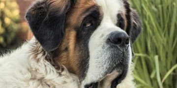 Köpeklerde Taurin Eksikliği