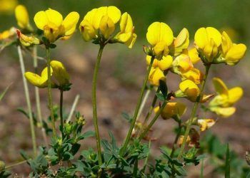 Karın Şişkinliği Yapmayan Ot