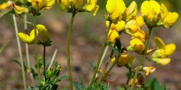 Karın Şişkinliği Yapmayan Ot