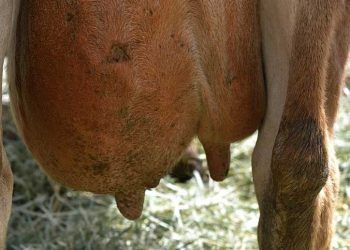 Mastitisin Düşmanı Strep Uberis