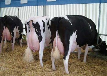 Mastitisten Korunmada Meme Bağışıklık Sisteminin Önemi