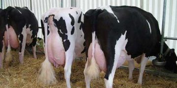 Mastitisten Korunmada Meme Bağışıklık Sisteminin Önemi