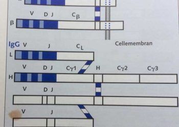 T Hücresi Reseptörleri