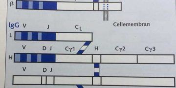 T Hücresi Reseptörleri