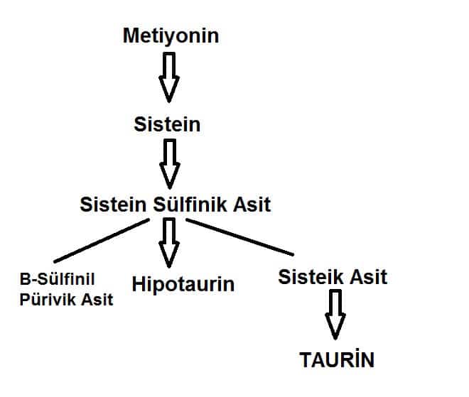 Taurinin Sentezi