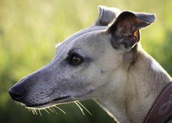 Tazılar Hakkında Bilinmeyenler