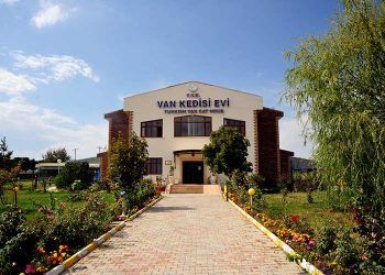 Van Kedisi Evi