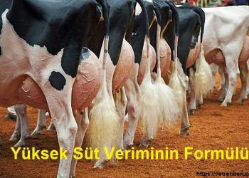 ineklerde Yüksek Süt Veriminin Formülü