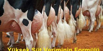 ineklerde Yüksek Süt Veriminin Formülü