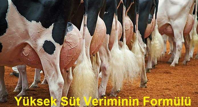 ineklerde Yüksek Süt Veriminin Formülü