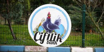 Çiftlik Bank tesisindeki tavuklar satıldı
