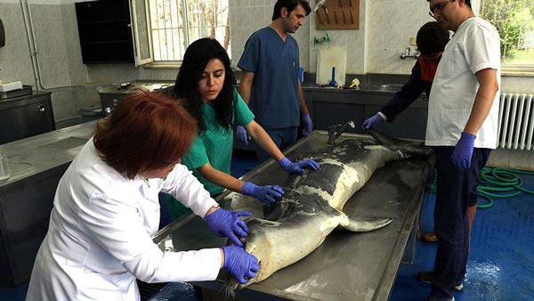 İzmir'de ölü Akdeniz foku bulundu