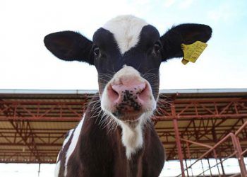 250 Bin Düve Projesi'nde geri sayım başladı