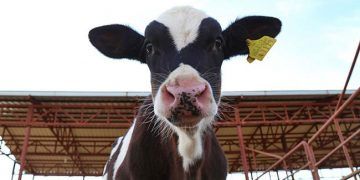 250 Bin Düve Projesi'nde geri sayım başladı