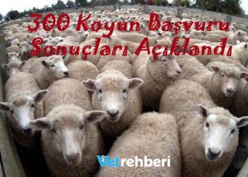 300 Koyun Başvuru Sonuçları Açıklandı