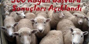 300 Koyun Başvuru Sonuçları Açıklandı