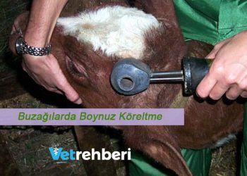 Buzağılarda Boynuz Köreltme