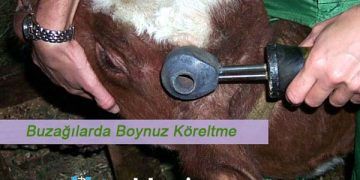 Buzağılarda Boynuz Köreltme