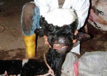 Buzağılarda Beynin Su Toplaması