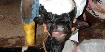 Buzağılarda Beynin Su Toplaması