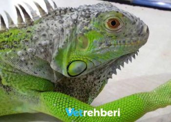 Iguanaları Tanıyalım