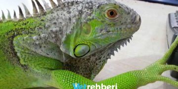 Iguanaları Tanıyalım