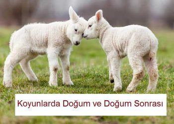 Koyunlarda Doğum ve Doğum Sonrası Dönem
