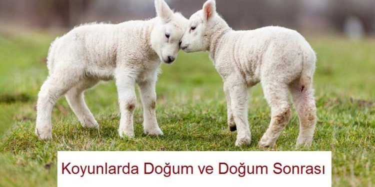 Koyunlarda Doğum ve Doğum Sonrası Dönem