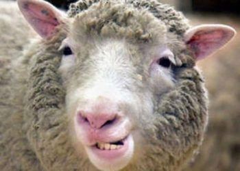 Koyunlarda Diş Gıcırdatma