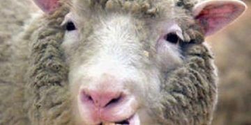 Koyunlarda Diş Gıcırdatma