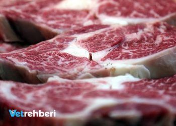 Kırmızı et fiyatları düşecek